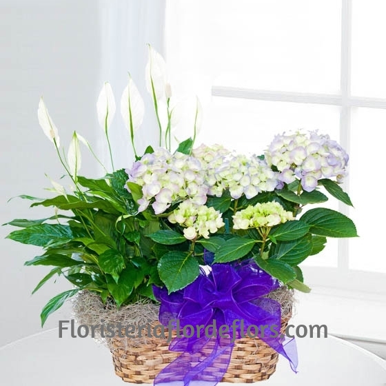 Cesta de Plantas Toronto para regalar