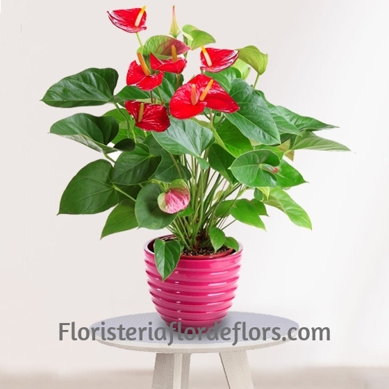 Planta de Anthurium
