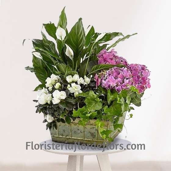 Cesta de Plantas para regalar