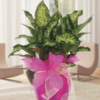 Planta Dieffenbachia