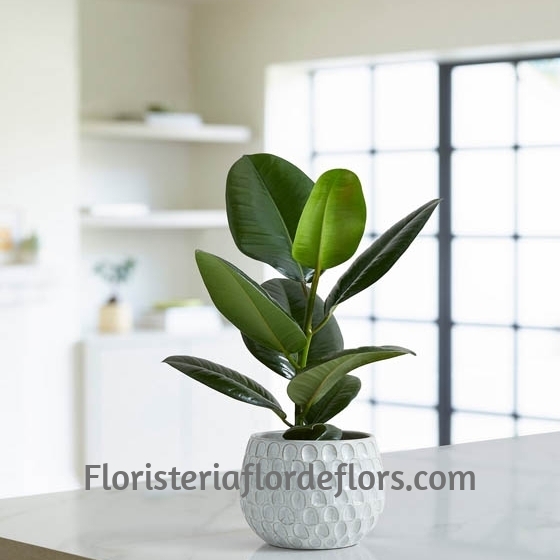 Planta Ficus Robusta para regalar