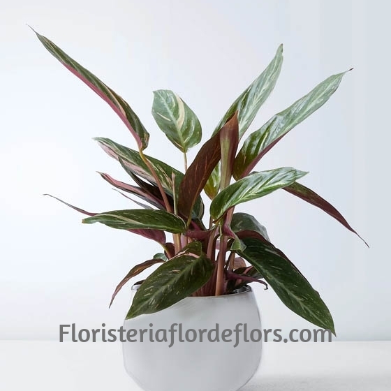 Planta Kalathea para Floristería Flor de Flors